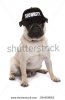 stock-photo-guard-dog-pug-studio-cutout-294956063.jpg