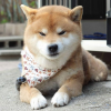 ryuji-is-the-most-adorable-shiba-from-japan-12.png