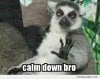 Bro-calm-down_o_46944.jpg