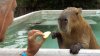 ct-capybara-photos-20160411.jpg