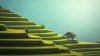 rice-terraces-asia-indonesia-bali-wallpaper-preview.jpg