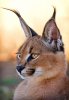 meo-linh-mieu-tai-den-caracal-5.jpg