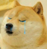 Doge-Crying.png