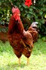 Rhode_Island_Red_Rooster2.jpg