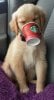 Puppuccino-Starbucks.jpg