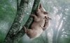 pig-and-piggy-climb-the-tree-wallpaper-preview.jpg