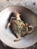 cat-recipes7.jpg