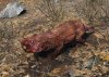 Fo4_rabid_mole_rat.jpg