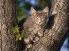 Perched, Gray Domestic Shorthair.jpg