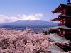 Fuji,_Japan_-_Cherry_Blossoms_and_Mount.jpg