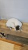 Messenger_creation_3C46A012-BB3A-4ACB-A8B7-6B998E045F45.jpeg