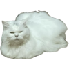 upload_2025-5-28_1-55-30.png