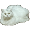 upload_2025-5-28_1-55-35.png