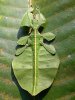 300px-LeafInsect.jpg