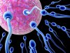 1292379197_061101_sperm_cell_02.jpg