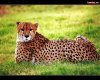 47e70393_leopard1280_1024_resize.jpg