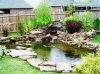 Garden_pond_koi9.JPG