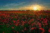 work.1657938.8.flat,550x550,075,f.poppy-field.jpg