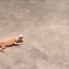 20151a172904-bec1-43b8-9e50-471783b22945.gif