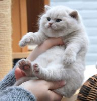 Fatkitten