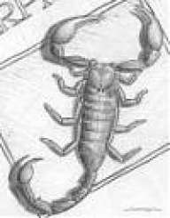 Scorpion06