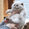 Fatkitten