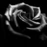 black_rose2007