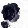 Blackrose173