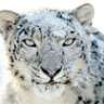 Snow Leopard